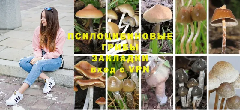 Псилоцибиновые грибы Cubensis  даркнет какой сайт  Кукмор 